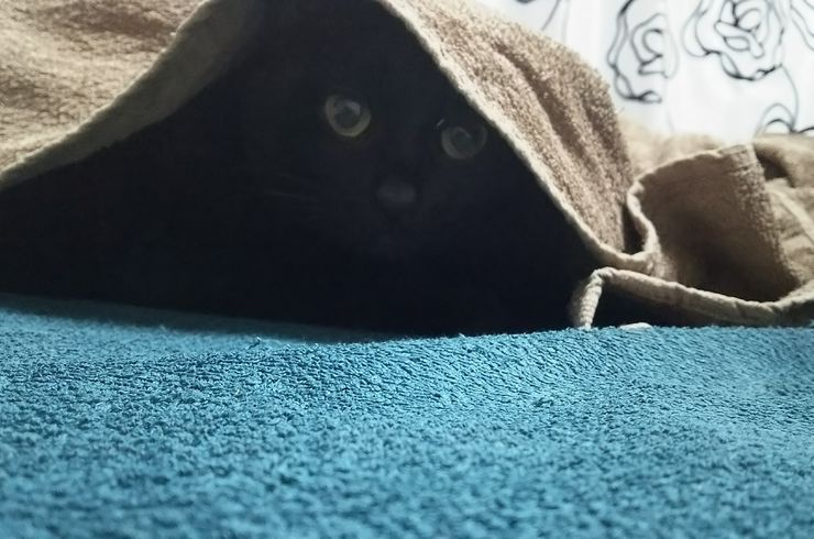 黒猫　つぶあん